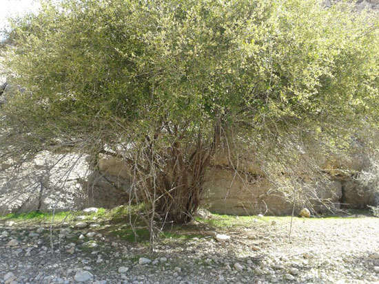 http://s2.picofile.com/file/8100656026/taravat_tabiat_kahneh_4_.jpg