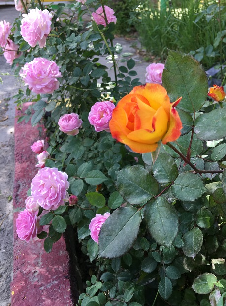 http://s2.picofile.com/file/8260554200/%D8%A8%D8%A7%D8%BA%DA%86%D9%87.JPG