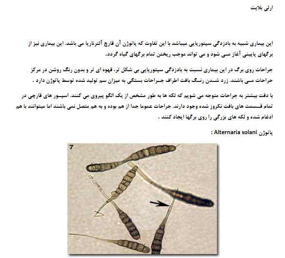 بیماری های گوجه فرنگی