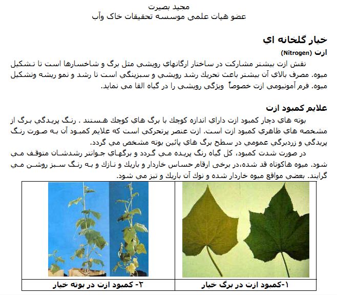 خیار گلخانه ای