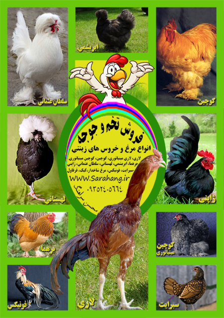 مرغ و خروس زینتی و لاری فروش مرغ و خروس زینتی و لاری