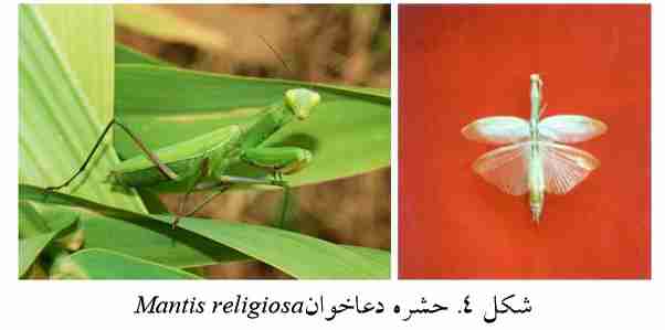 حشره دعاخوان (Mantis religiosa