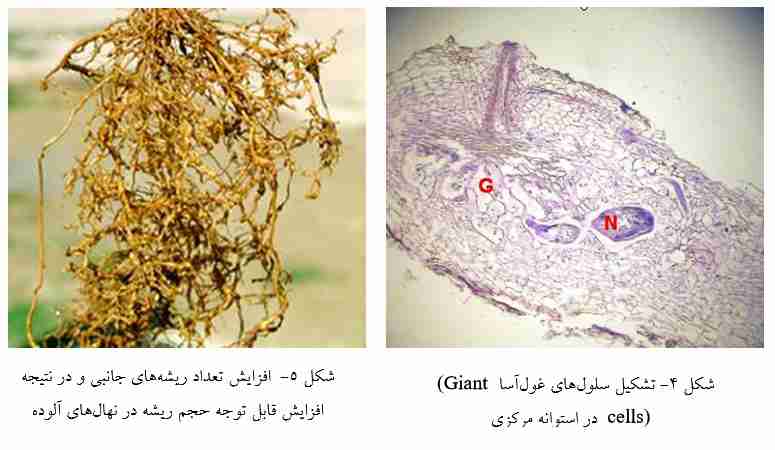 افزایش حجم ریشه ها در اثر افزایش نماتد مولد غده ریشه