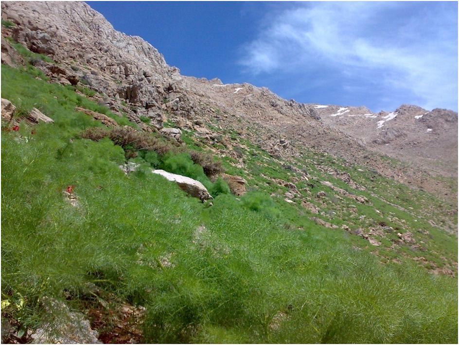 همایون محمدنژاد