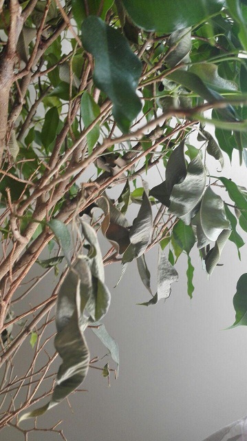 تصویر پرسش و پاسخ گیاه