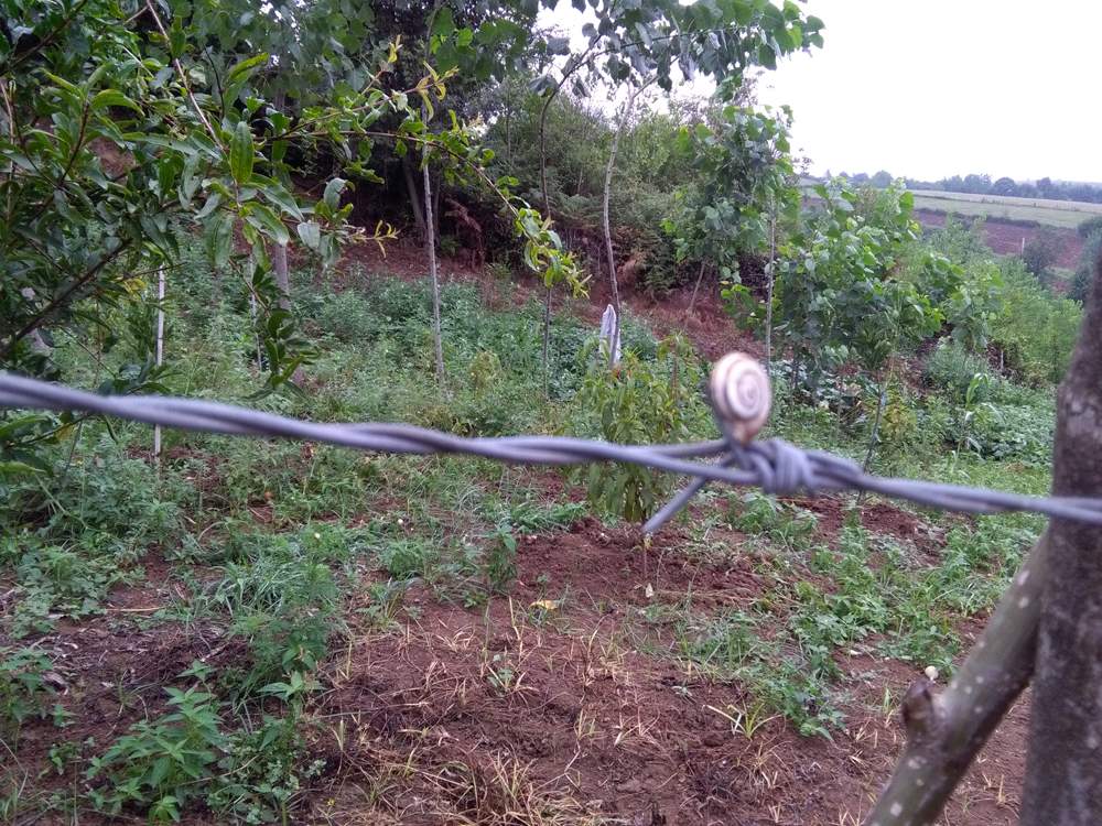 IMG_20160730_083754.jpg (1000×750)