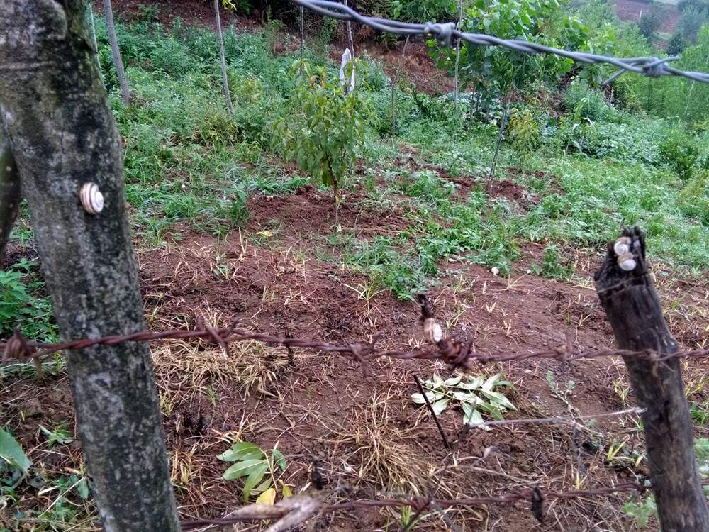 IMG_20160730_083815.jpg (1000×750)