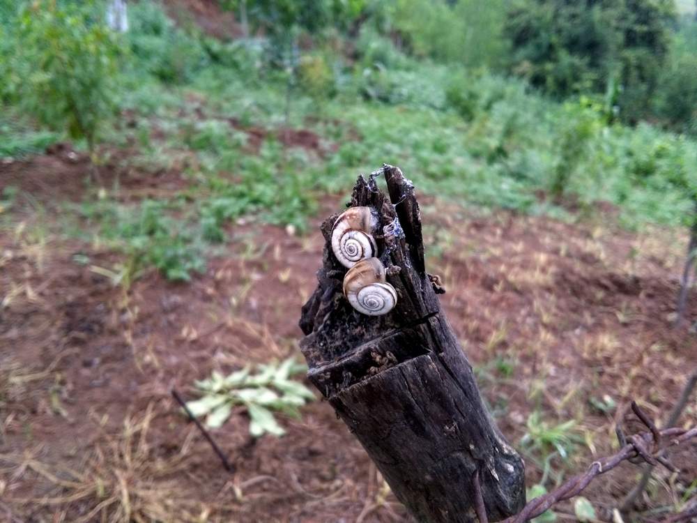 IMG_20160730_083820.jpg (1000×750)