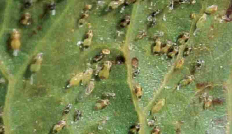 پسیل پسته ( شیره خشک ) ( Agonoscena pistaciae )