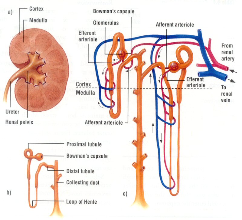 http://s2.picofile.com/file/8263571700/kidneyimage01_irybc_ir_.jpg