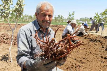 برداشت روناس در نایین آغاز شد