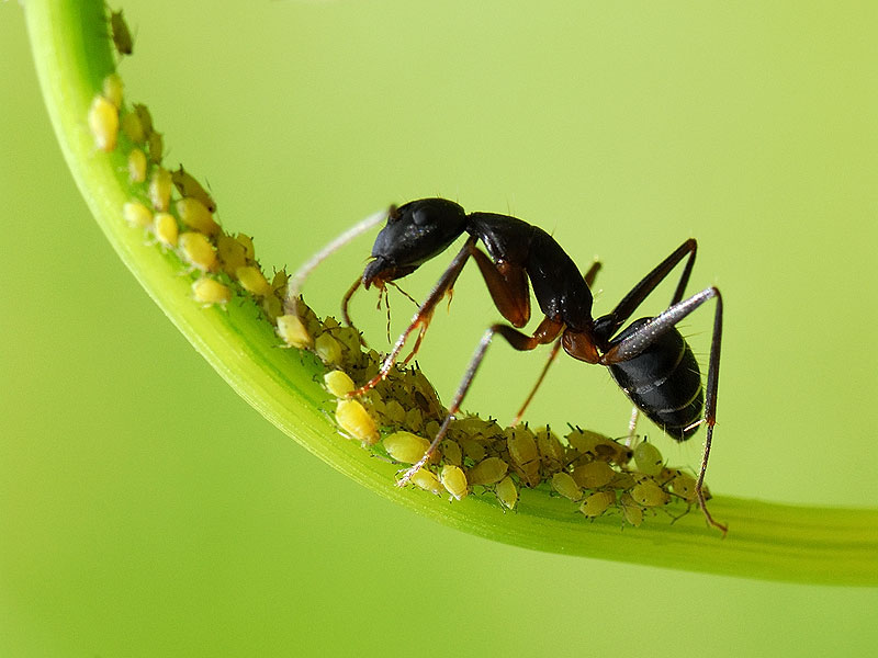 مورچه دامدار(ant farmers)