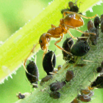 مورچه دامدار(ant farmers)