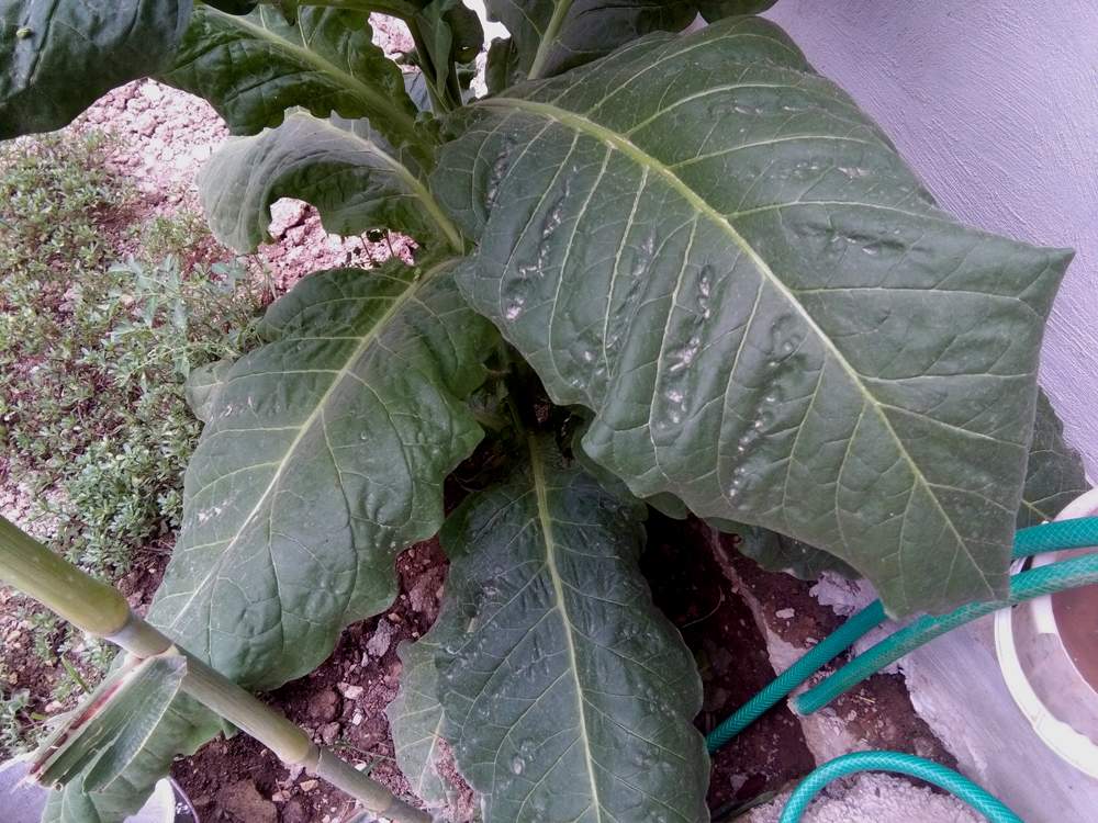 IMG_20160804_135852.jpg (1000×750)