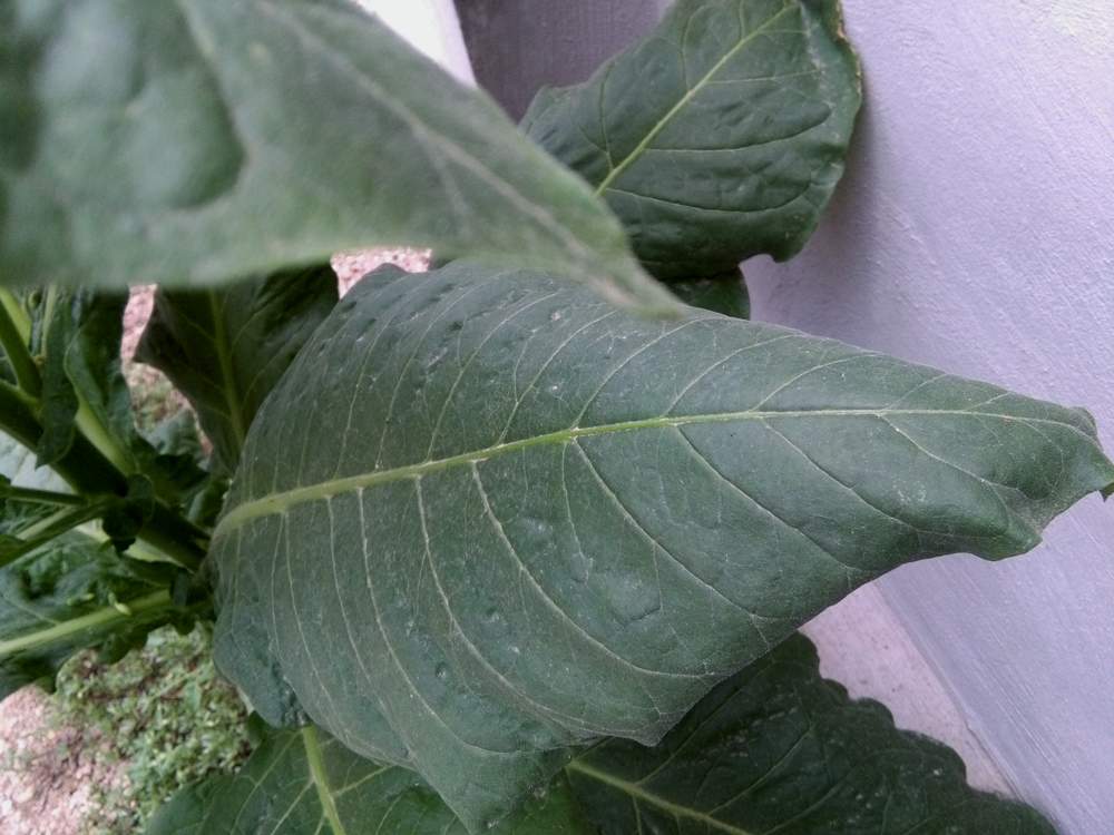 IMG_20160804_135922.jpg (1000×750)