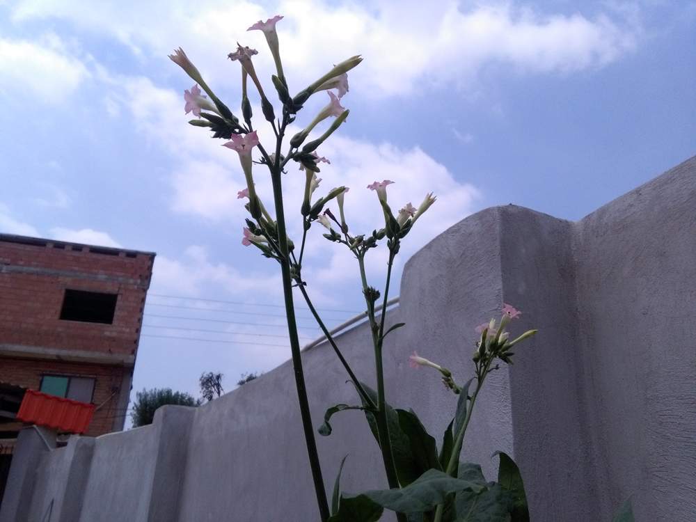 IMG_20160804_135930.jpg (1000×750)