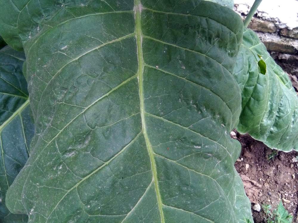 IMG_20160804_135957.jpg (1000×750)