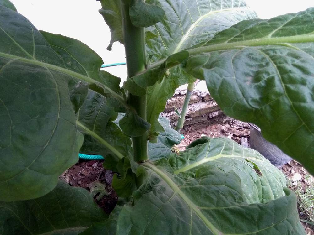 IMG_20160804_140004.jpg (1000×750)