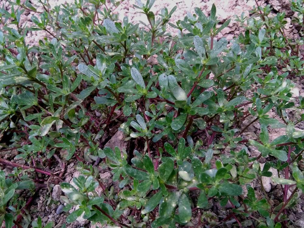 IMG_20160804_140021.jpg (1000×750)