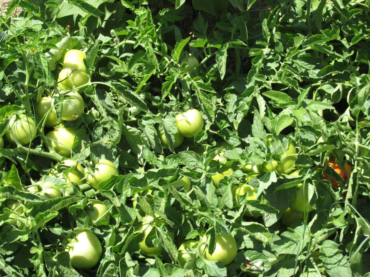 قزلق گرمه، مکانی زیبا برای یک سفر تابستانی/ تصاویر