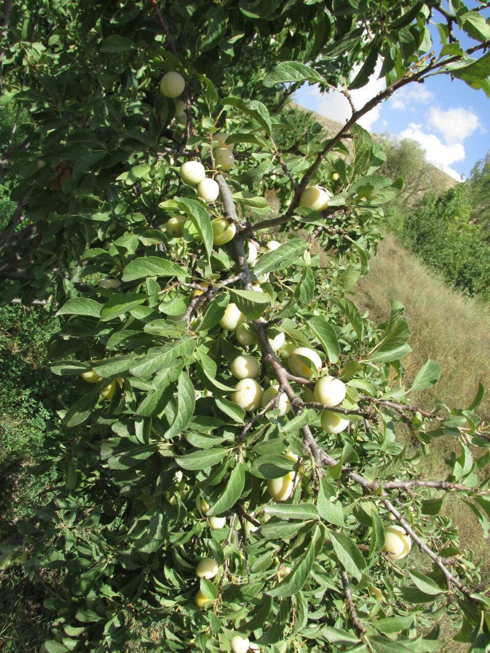 قزلق گرمه، مکانی زیبا برای یک سفر تابستانی/ تصاویر