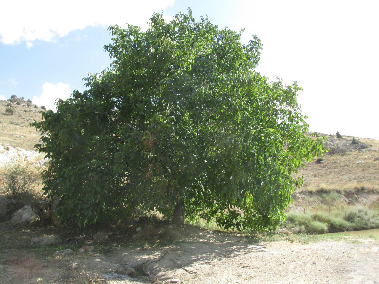 قزلق گرمه، مکانی زیبا برای یک سفر تابستانی/ تصاویر