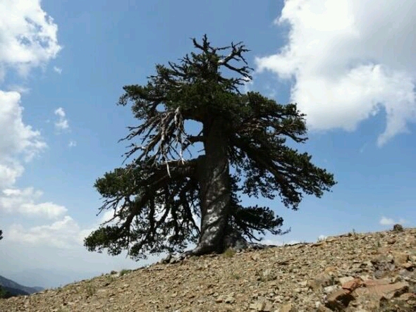 / پيرترين درخت اروپا شناسايي شد
