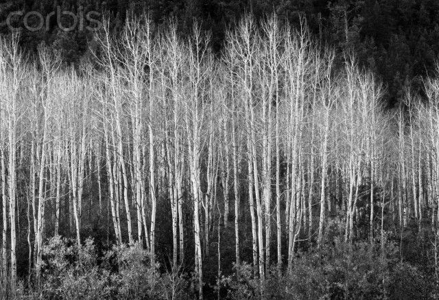 صنوبرها، انسل آدامز، ۱۹۵۸ صنوبرها، انسل آدامز، ۱۹۵۸