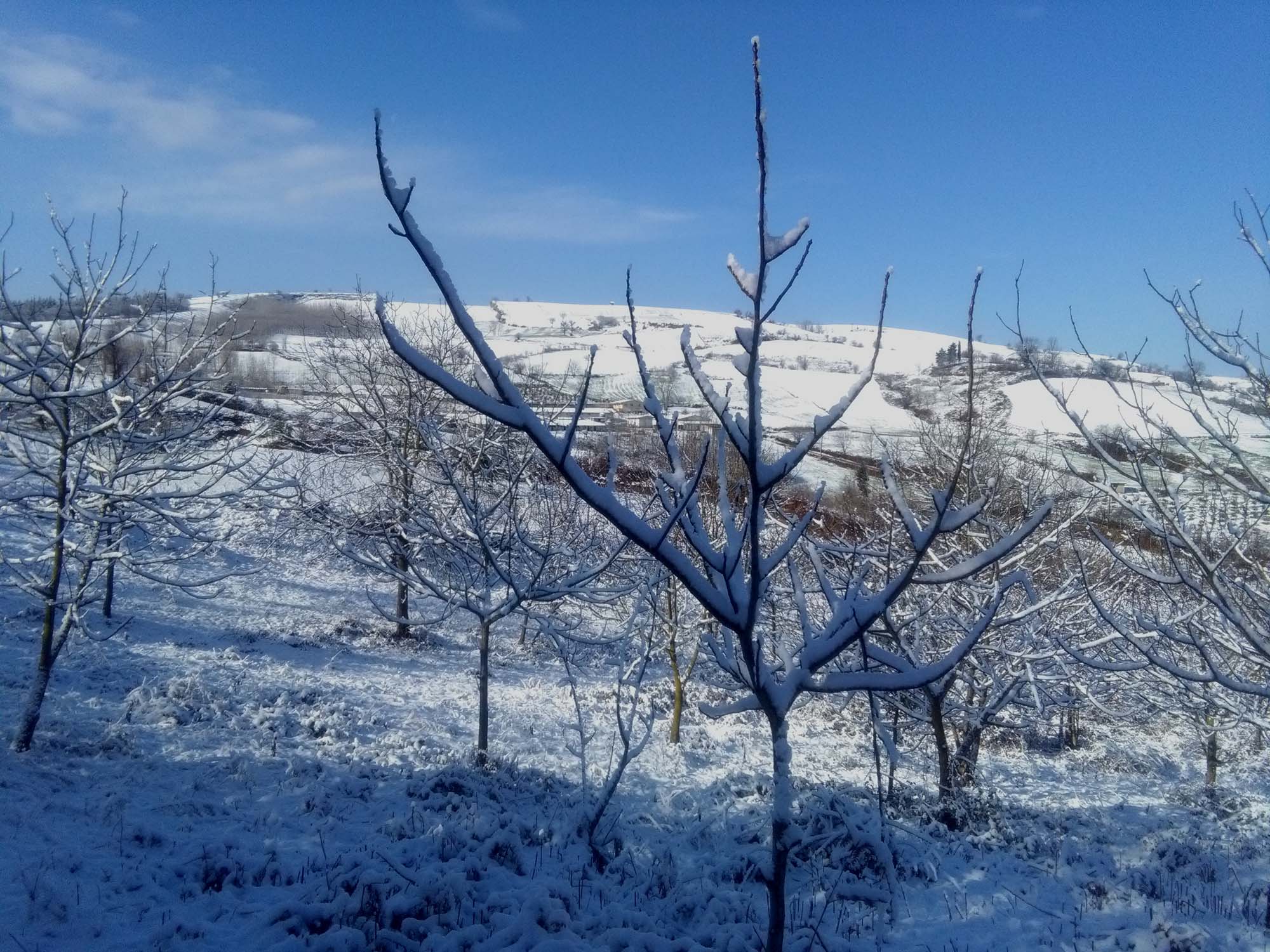 104.jpg (2000×1500)