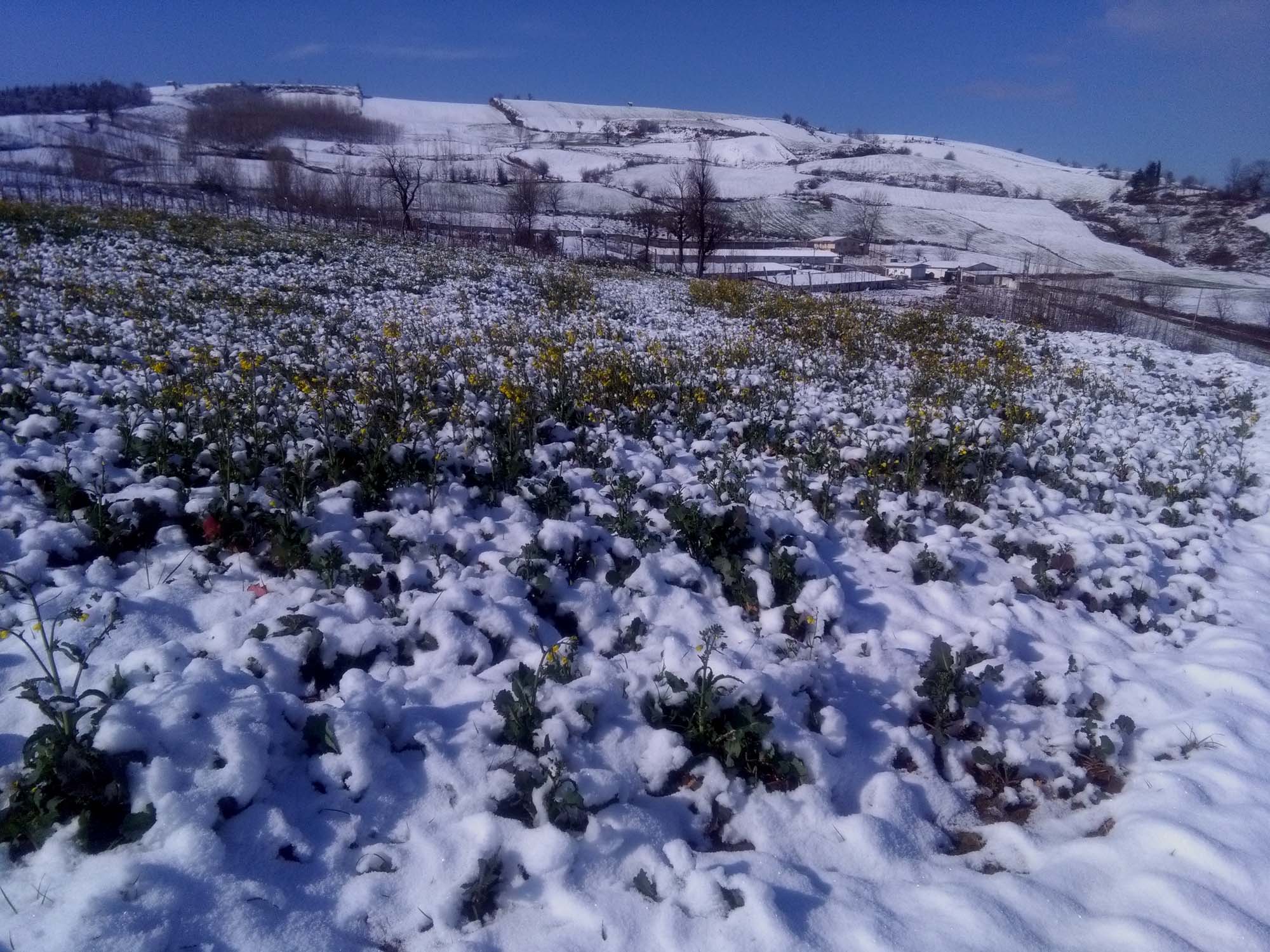 117.jpg (2000×1500)