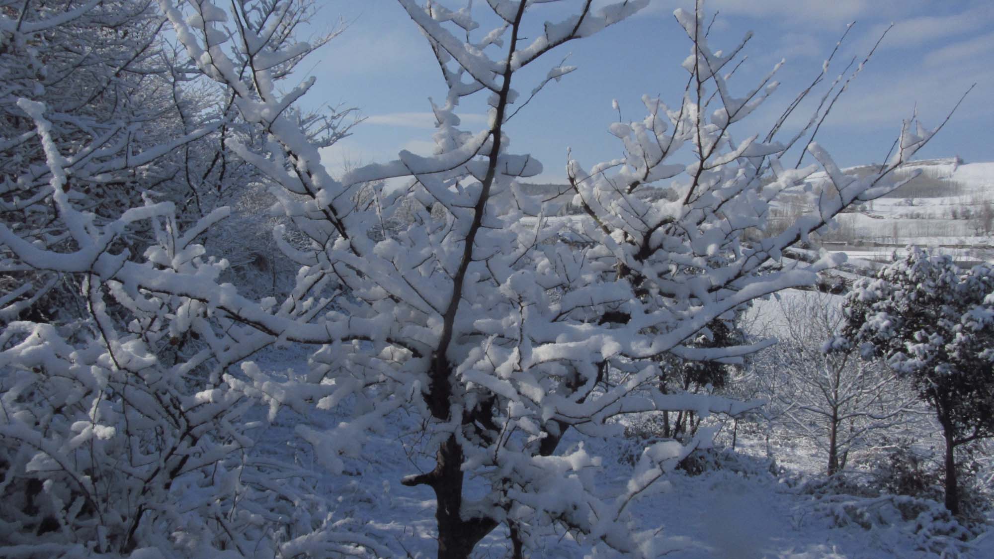 121.JPG (2000×1124)