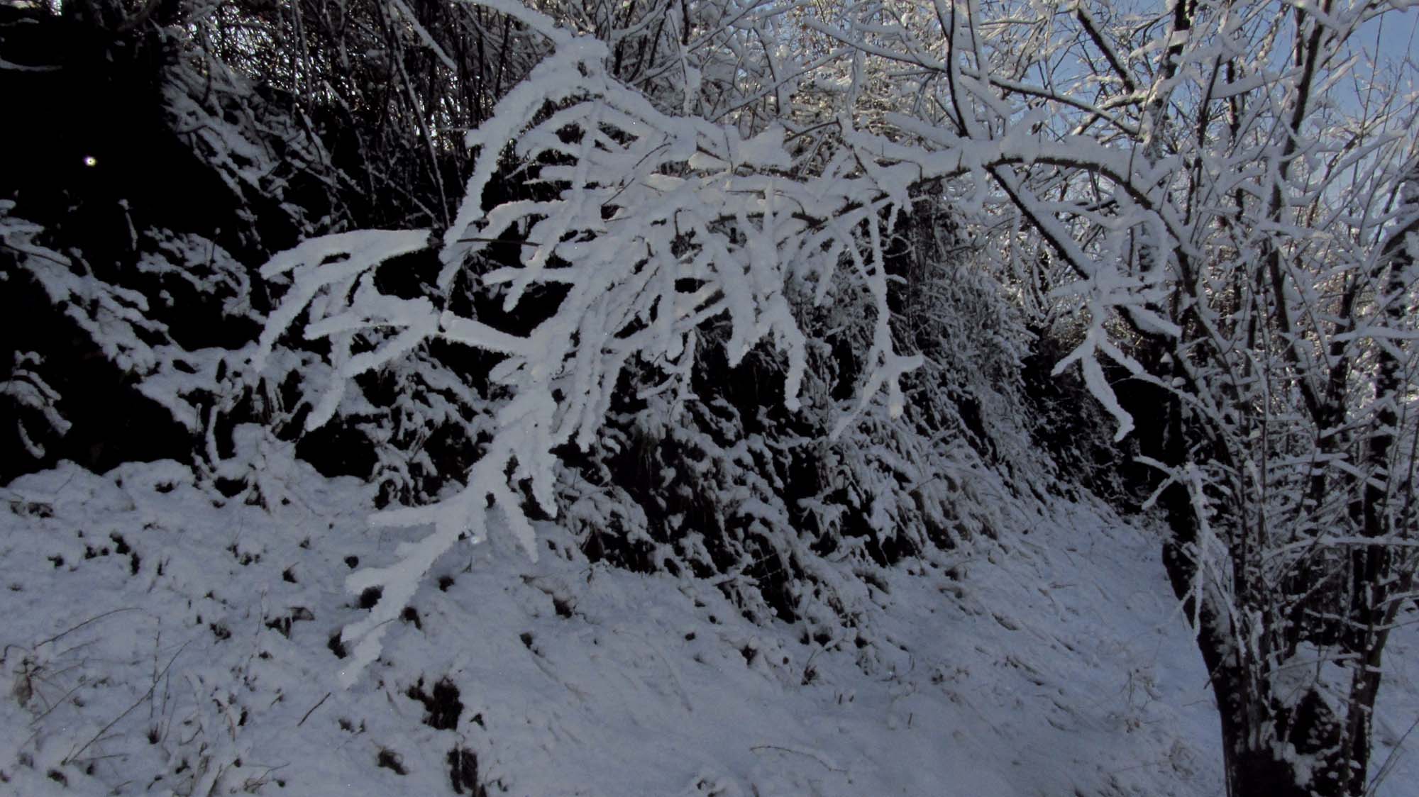 141.JPG (2000×1124)