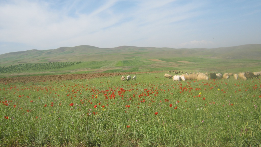 بهر95