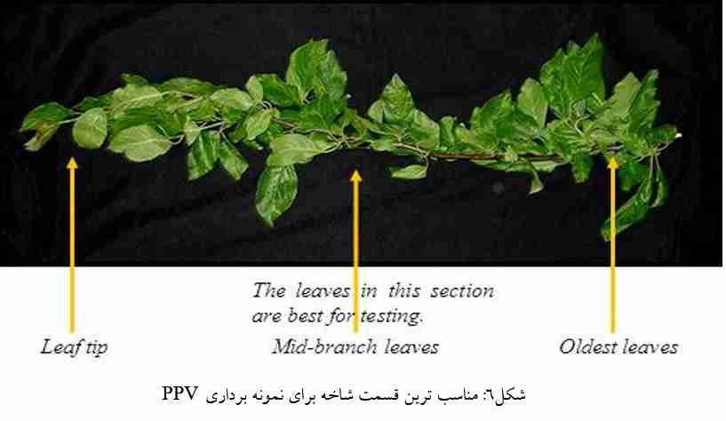مناسب ترین قسمت شاخه برای نمونه برداری ppv