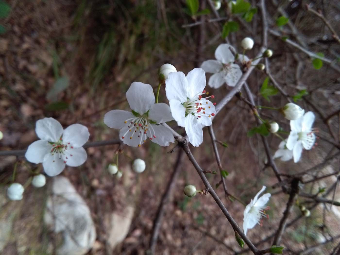 1_32_.jpg (1400×1050)