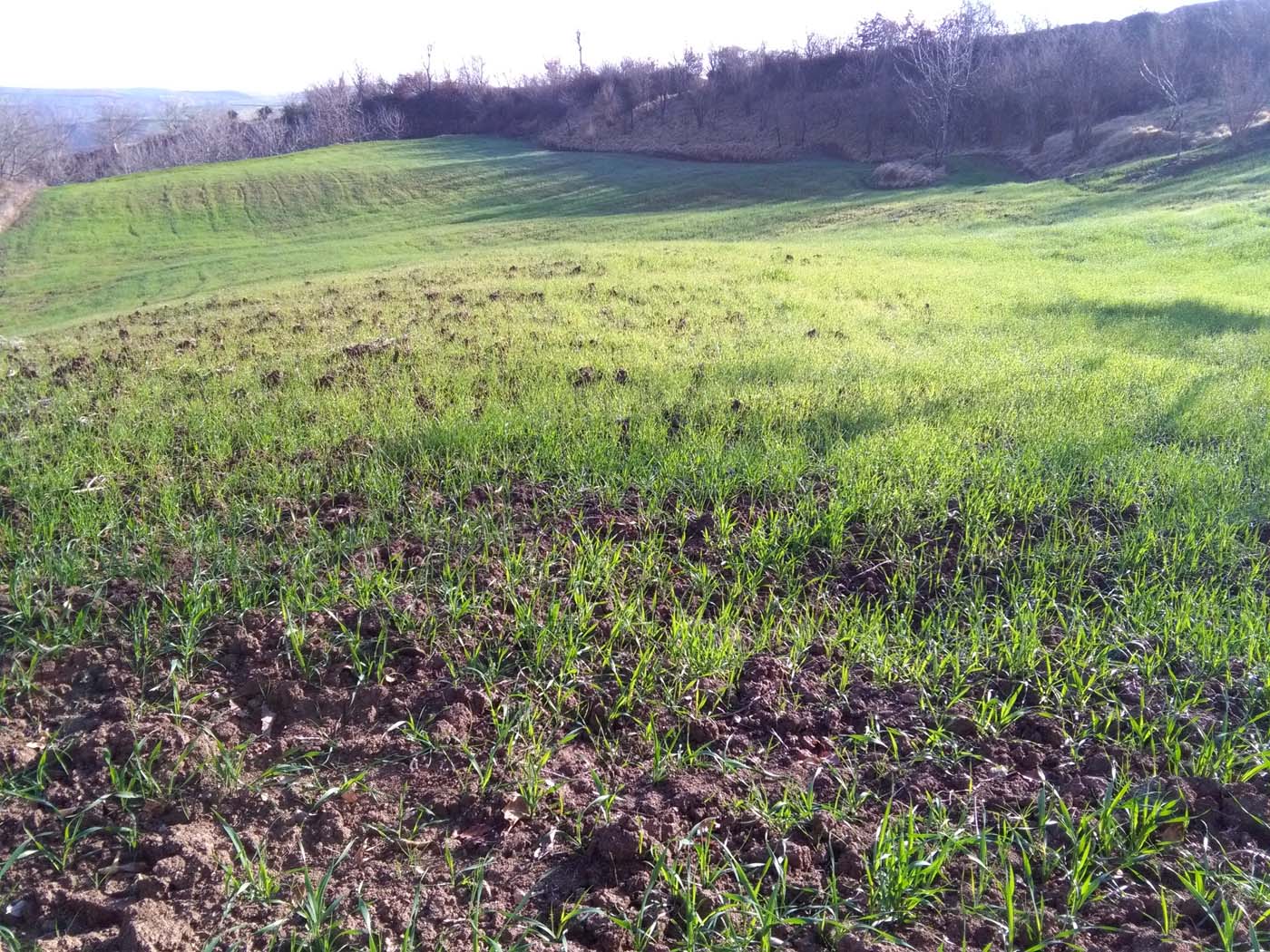 1_37_.jpg (1400×1050)