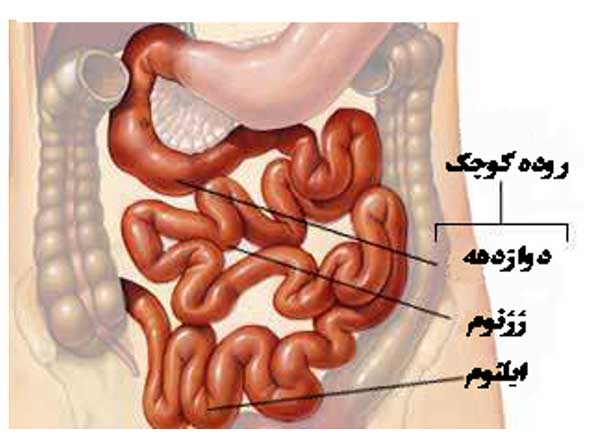 پاورپوینت آناتومی و فیزیولوژی دستگاه گوارش