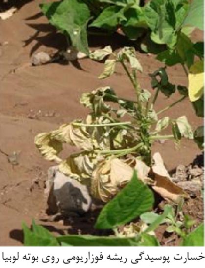 خسارت پوسیدگی ریشه فوزاریومی روی بوته لوبیا