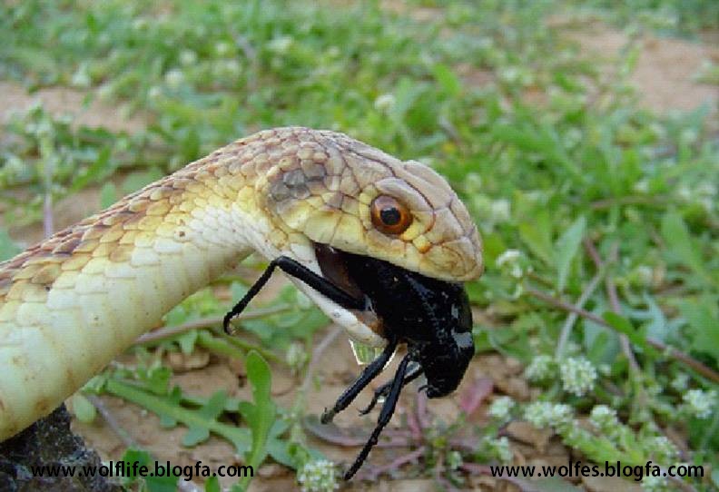 مار،Snake